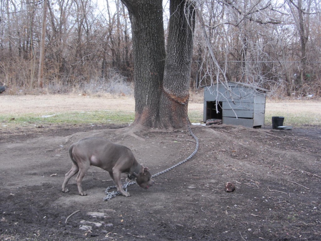 Pitbull dog in East St Louis 