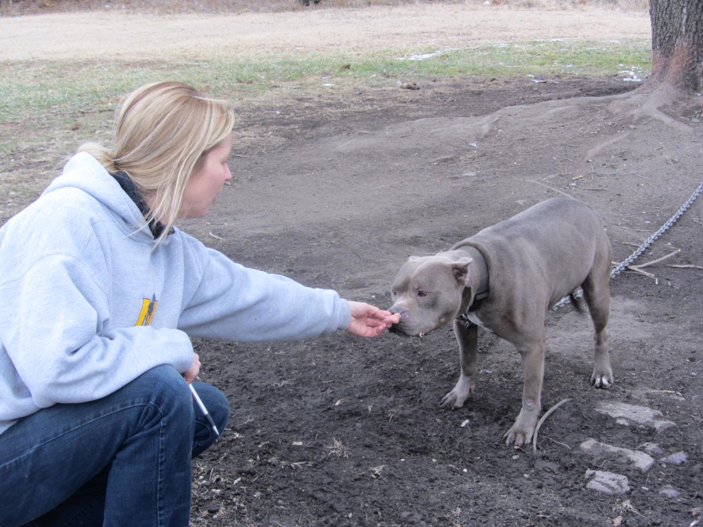 Gateway Pet Guardians volunteer feeds dog