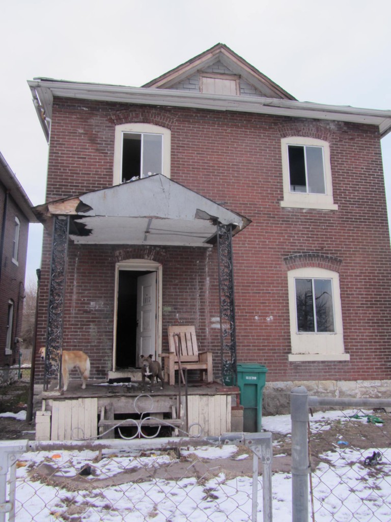 Abandoned dogs in East St Louis