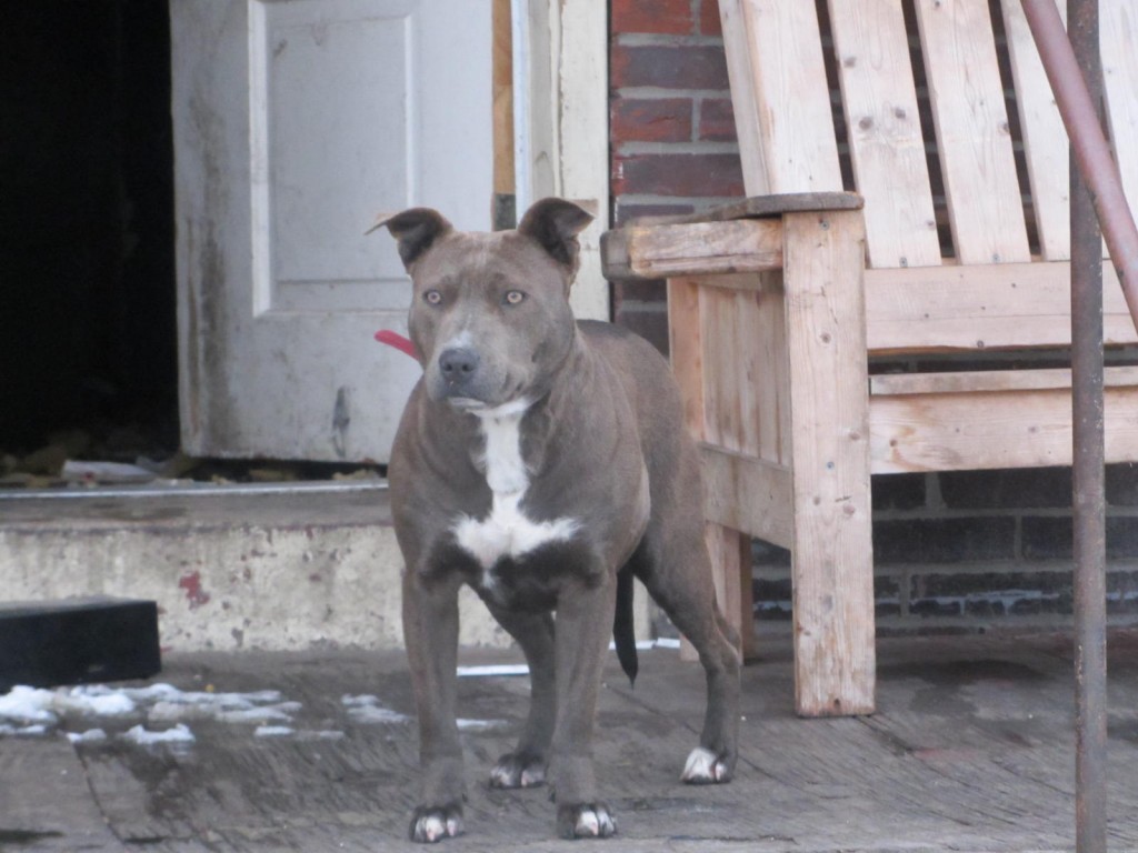 Abandoned pit bull in East St Louis