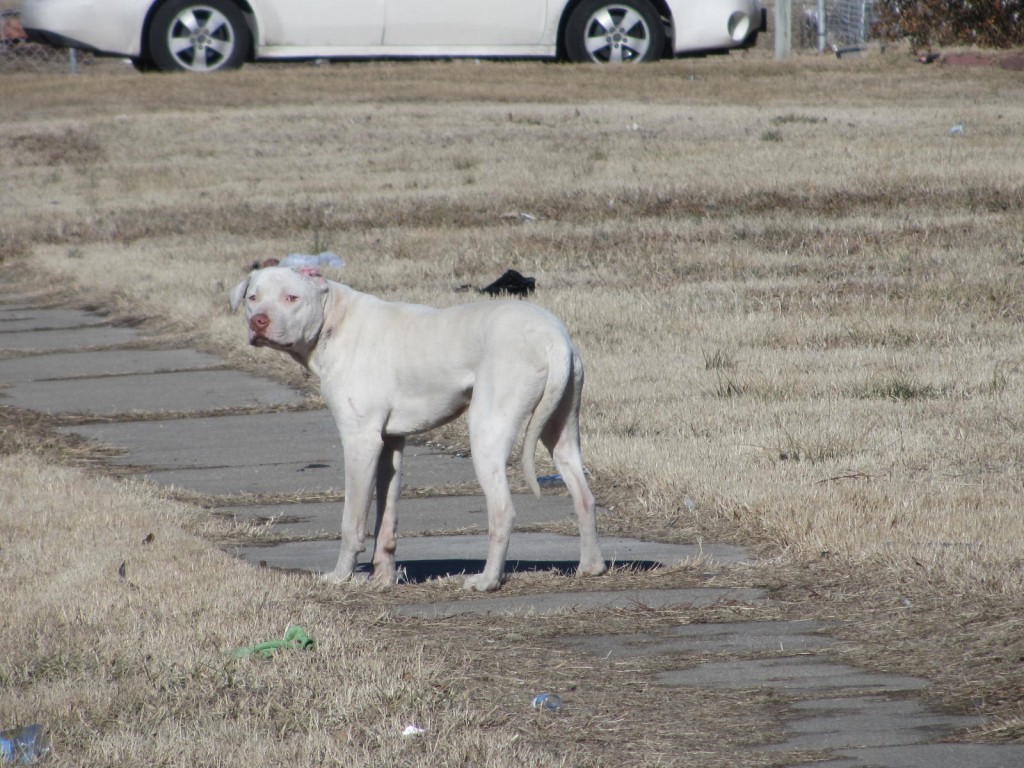 feeding-stray-white-dog