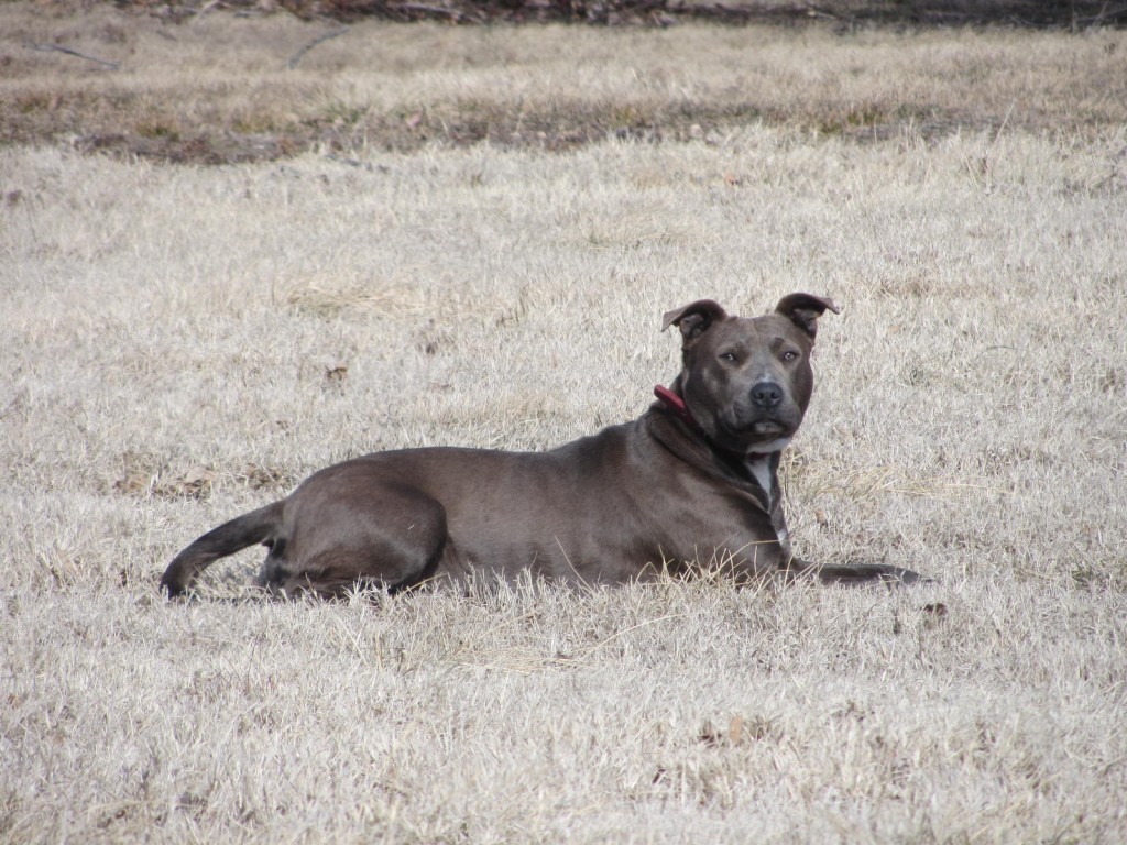 feeding-stray-pitbull