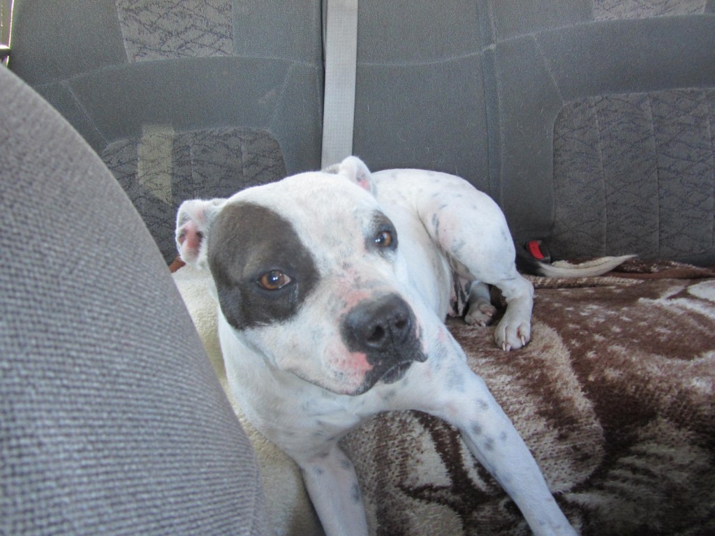 pitbull-in-car