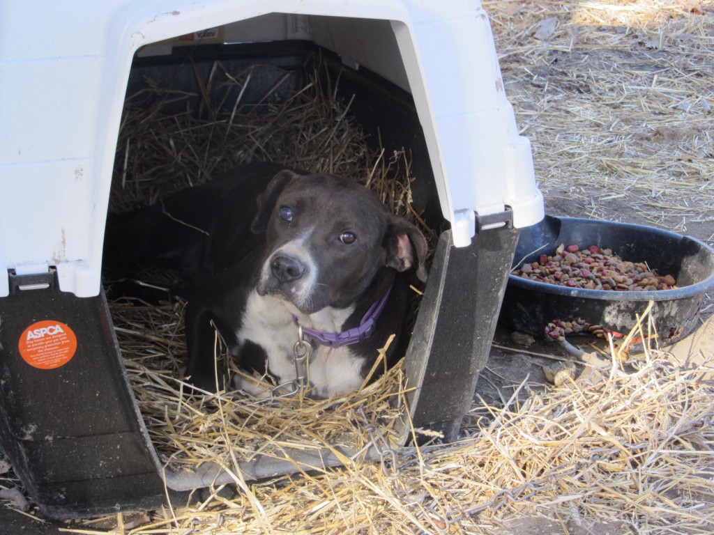 pitbull-in-new-doghouse