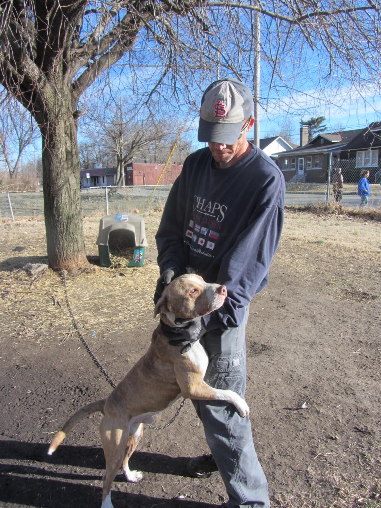 pitbull-with-rescue-volunteer