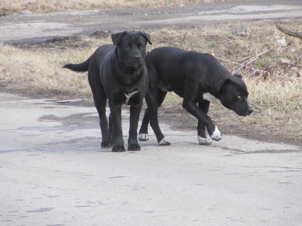 black-stray-dogs