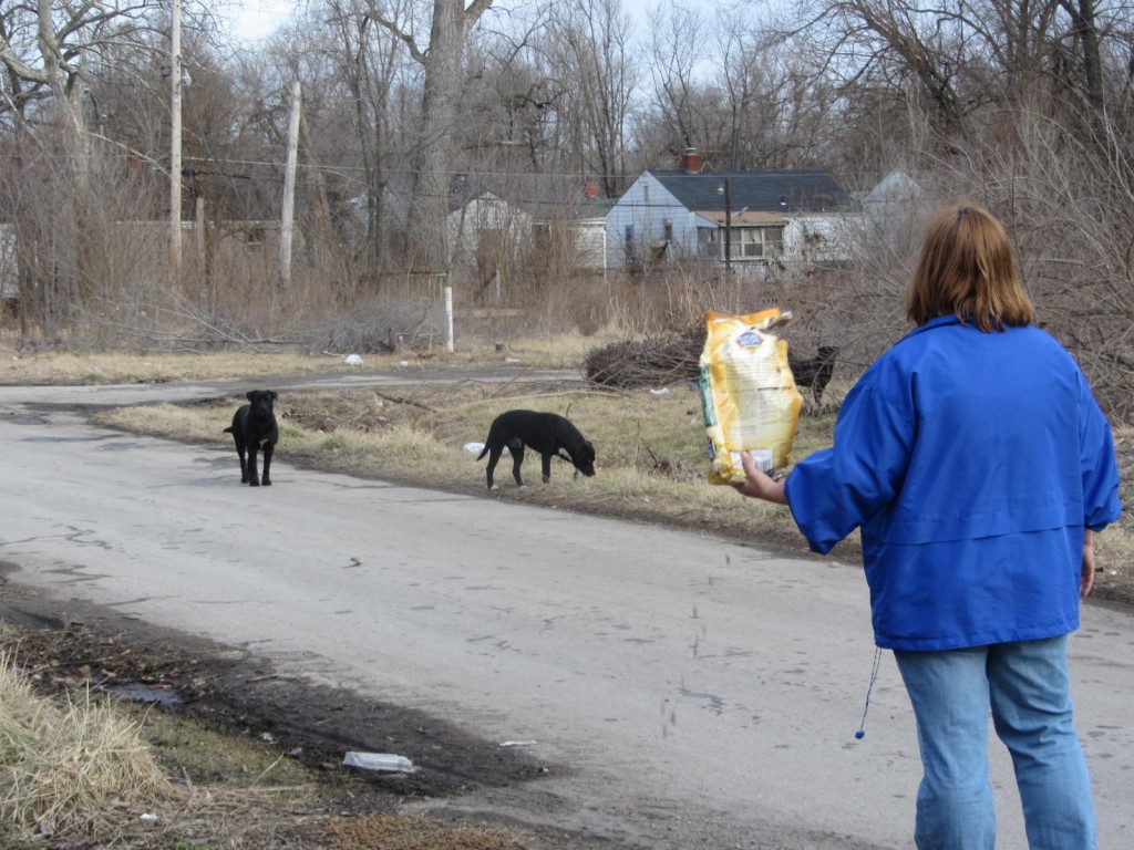 black-dogs-get-meal-by-rescue-volunteer