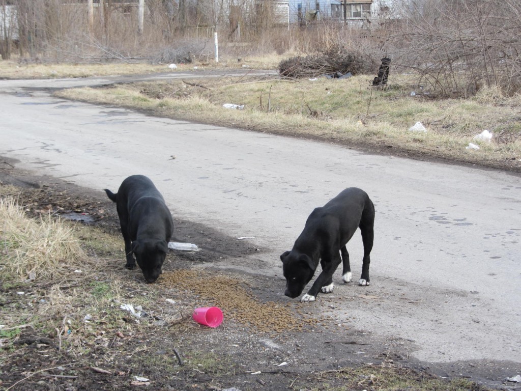 black-stray-dogs-get-meal