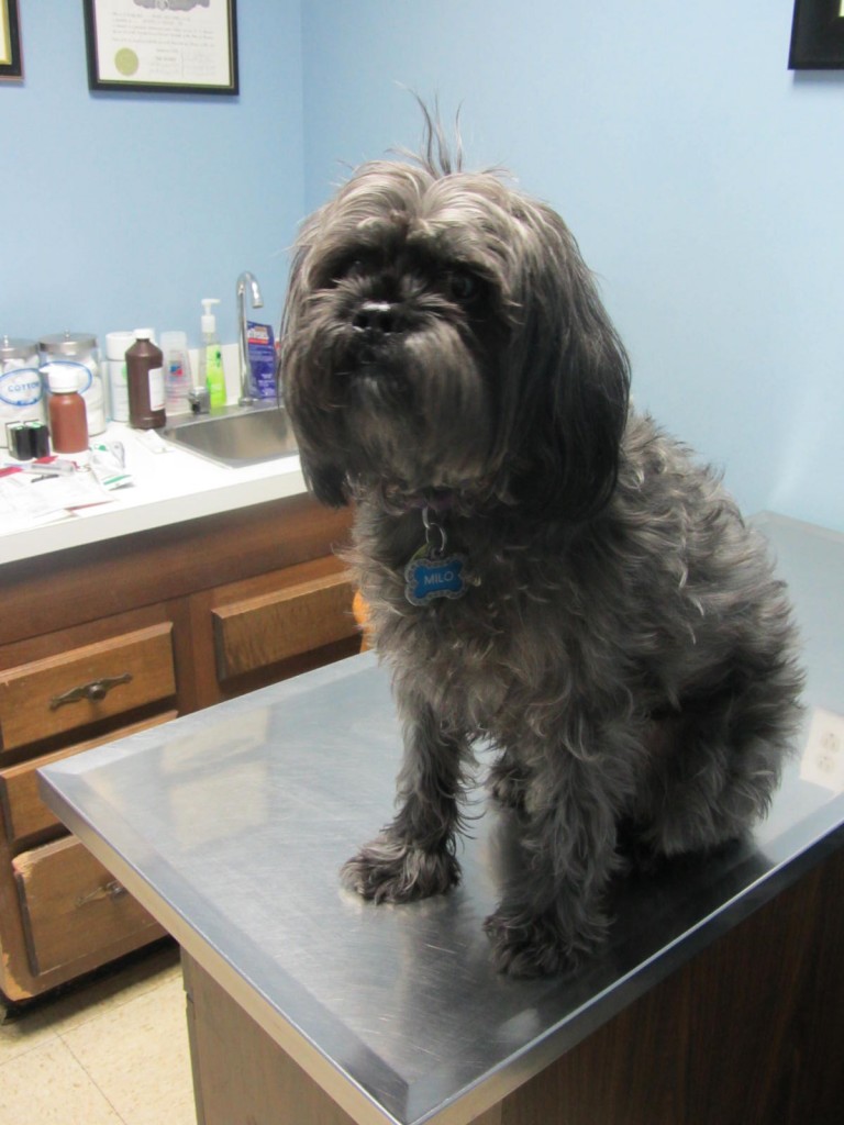 black-dog-vet-table