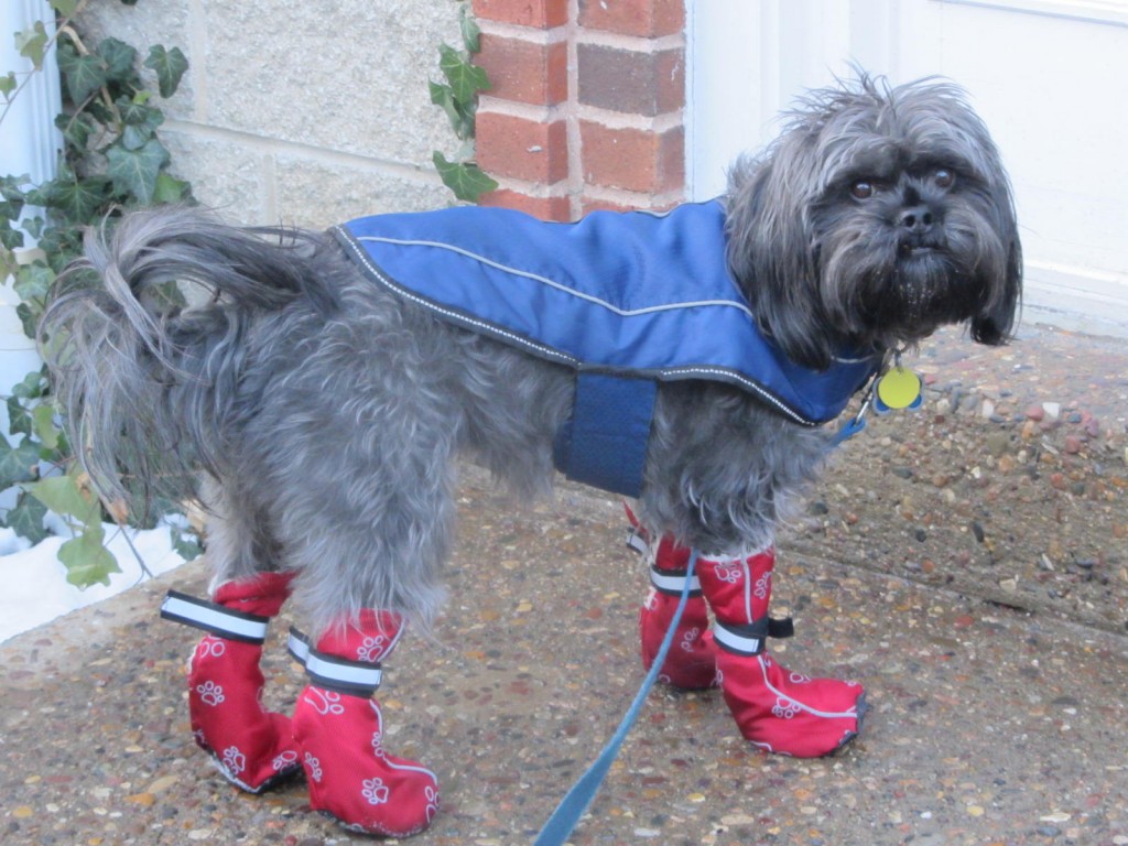 Milo in boots