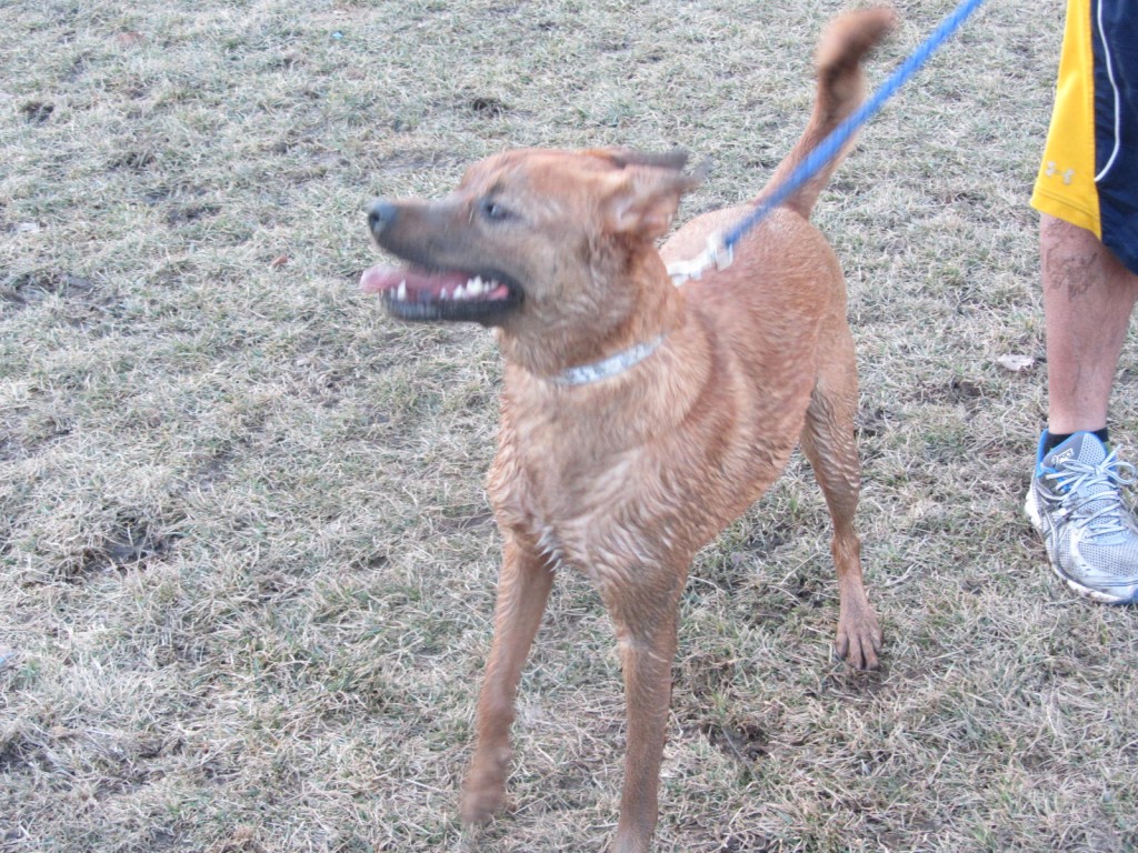 Muddy dog