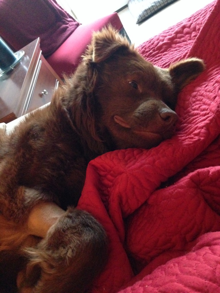 brown dog in bed on red cover