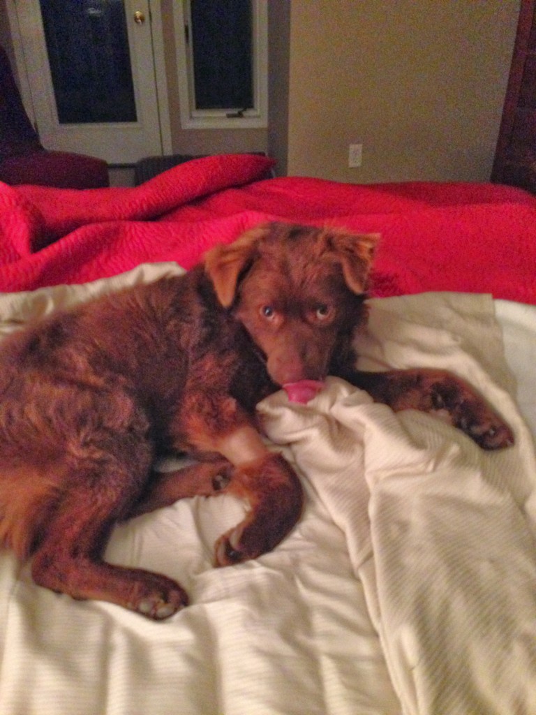 brown dog in bed licking