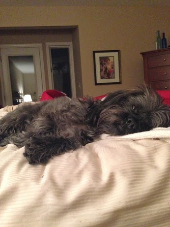 Wordless Wed - Milo on bed