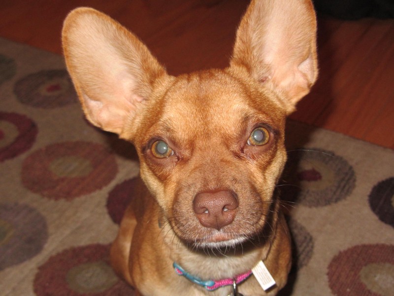 Wordless Wednesday - Fostering Jodi the Chihuahua - Future Expat #petrescue #dog #chihuahua #FutureExpat