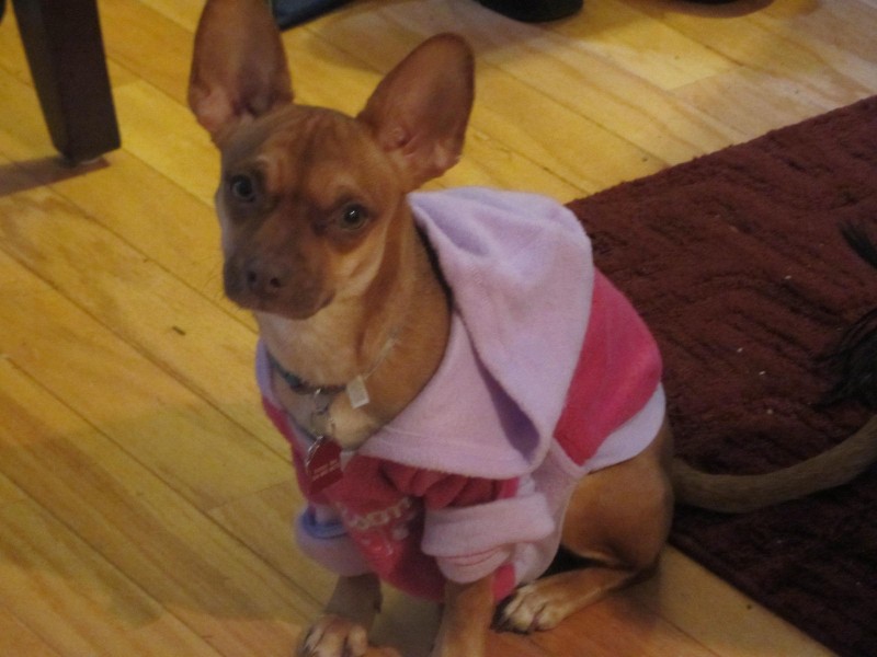 Wordless Wednesday - Fostering Jodi the Chihuahua - Future Expat #petrescue #dog #chihuahua #FutureExpat