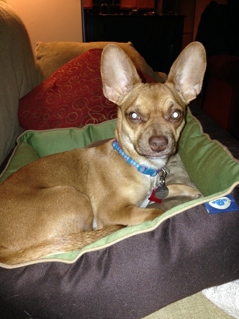 Wordless Wednesday - Fostering Jodi the Chihuahua - Future Expat #petrescue #dog #chihuahua #FutureExpat