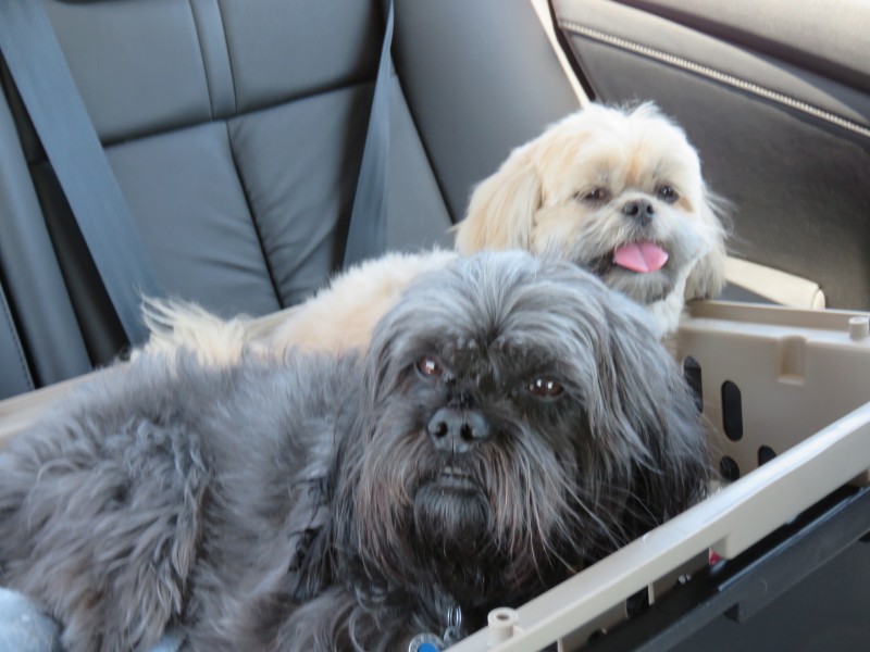 On the Road to Vegas…with Dogs!