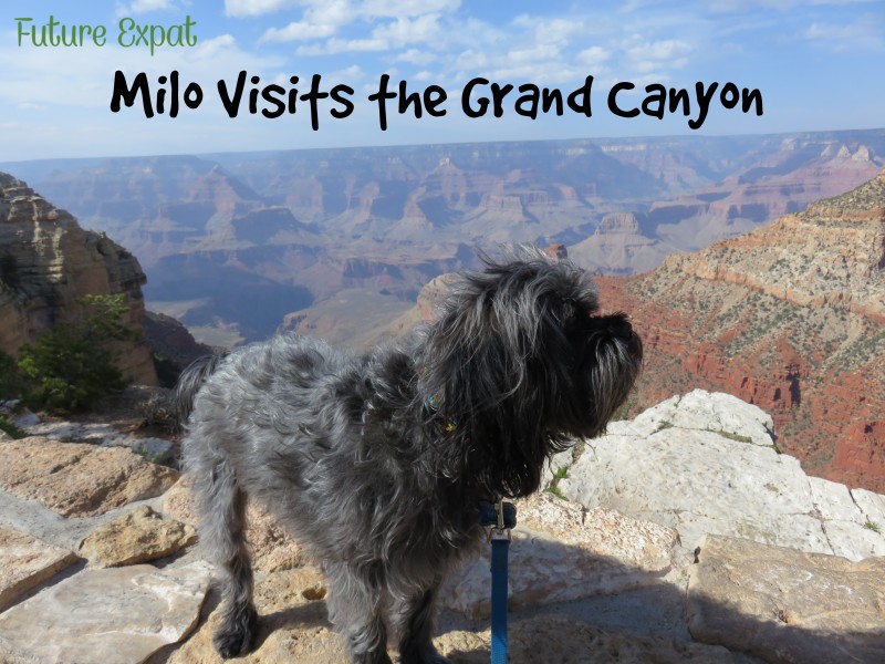 Road Trip ~ Grand Canyon Visit with Dogs