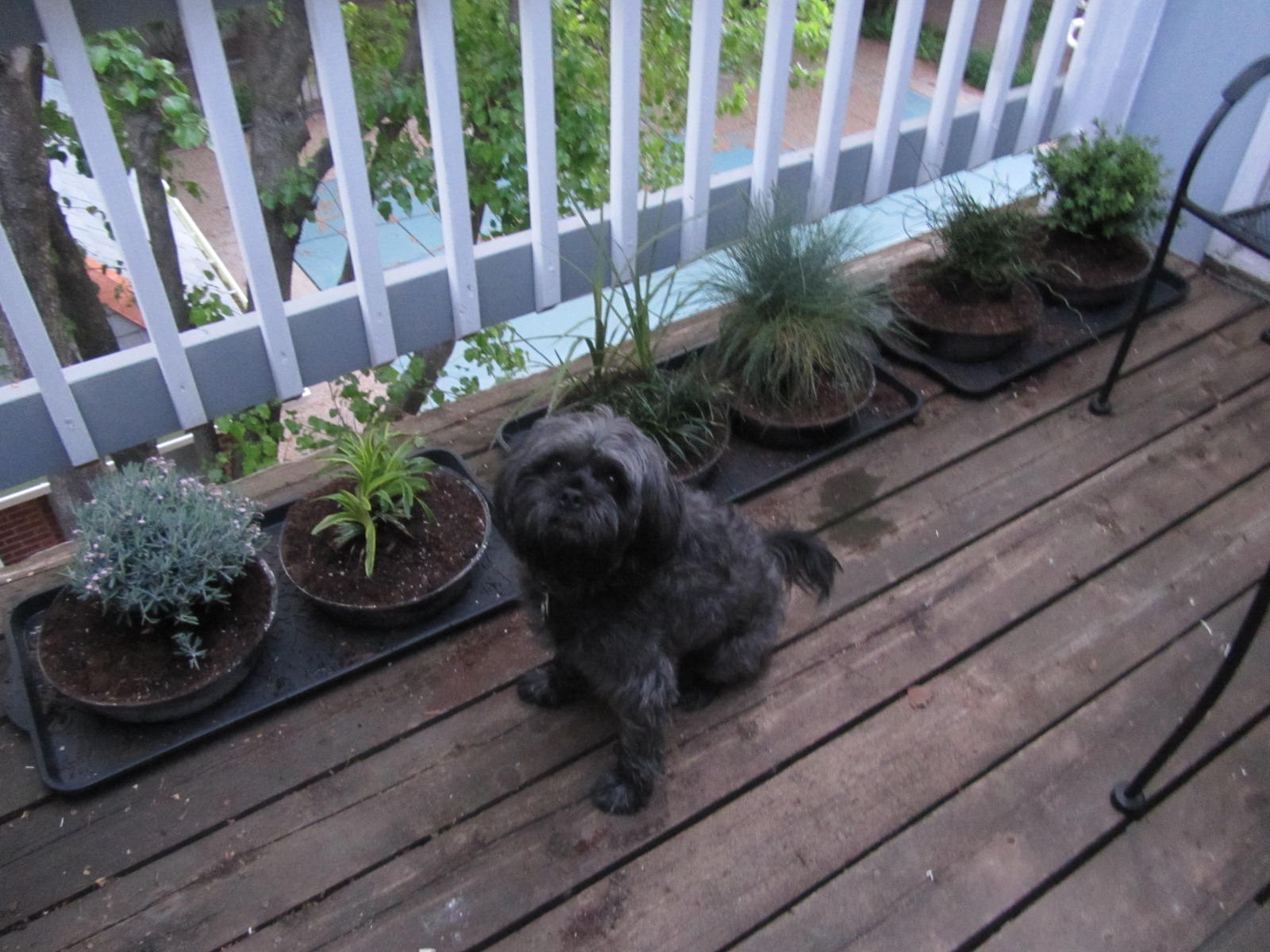 Create a Dog Potty Garden on Your Deck Future Expat
