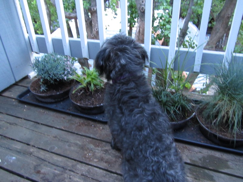 Dog Potty Garden - Future Expat