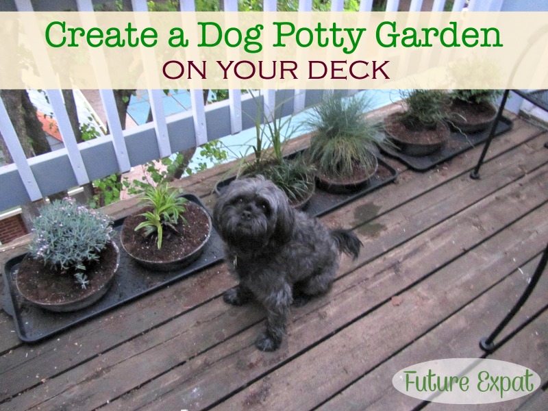 Dog Potty Garden - Future Expat