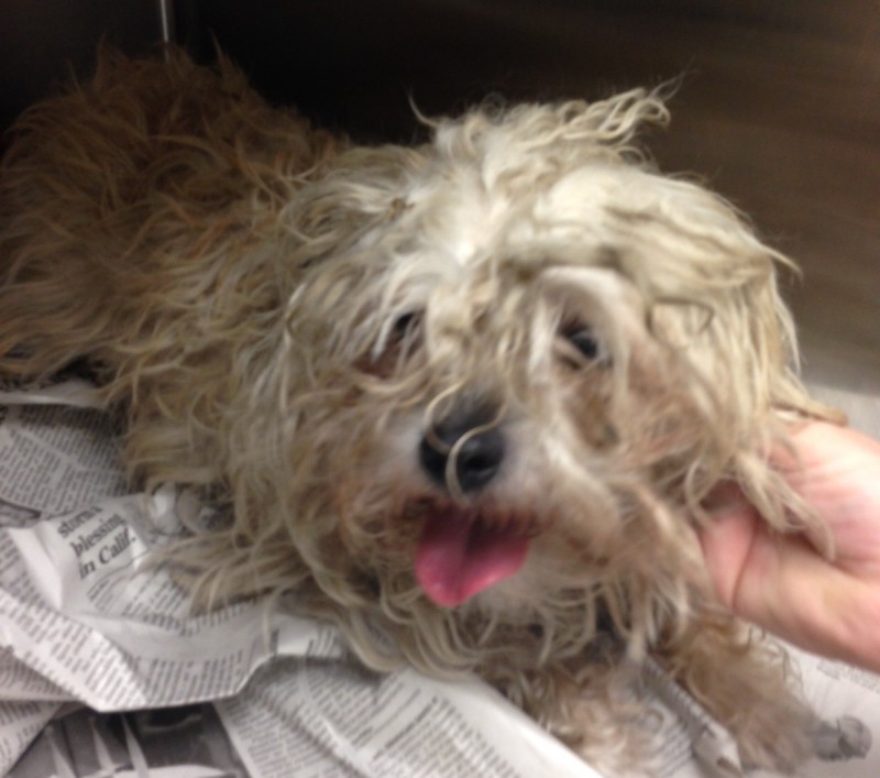 Matted dog at Animal Control