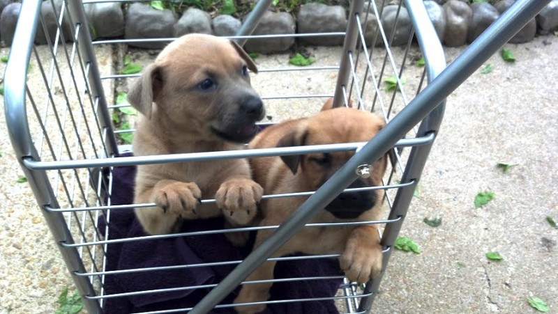 Shopping Cart Solution for ‘No Paws on Ground’ Puppies - Future Expat