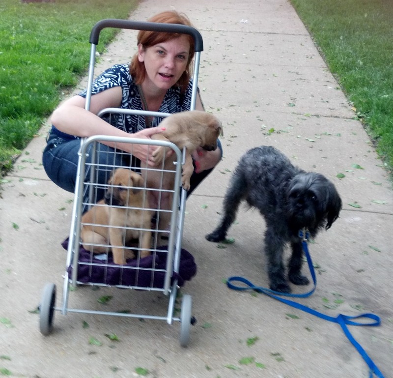 Shopping Cart Solution for ‘No Paws on Ground’ Puppies - Future Expat