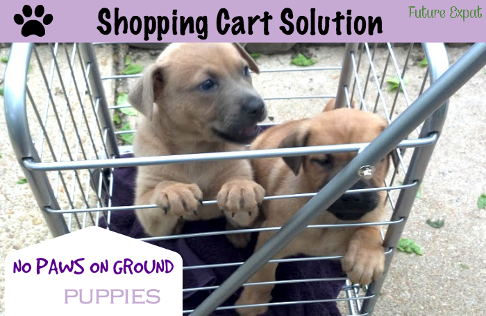 Shopping Cart Solution for ‘No Paws on Ground’ Puppies - Future Expat