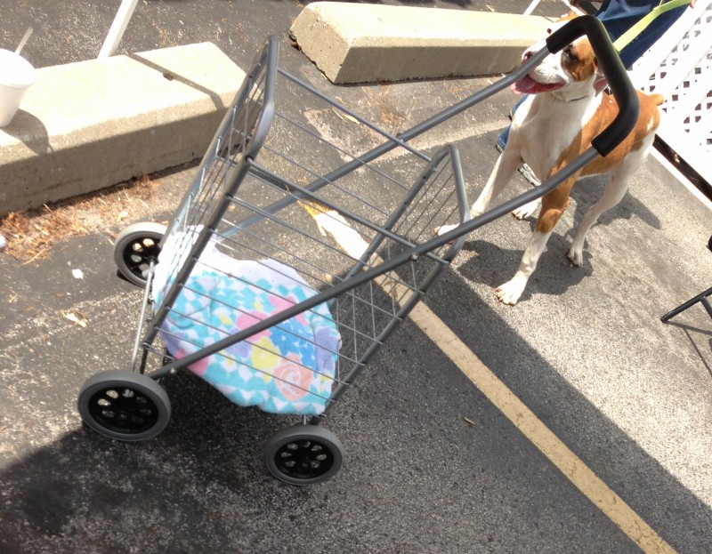 Shopping Cart Solution for ‘No Paws on Ground’ Puppies - Future Expat