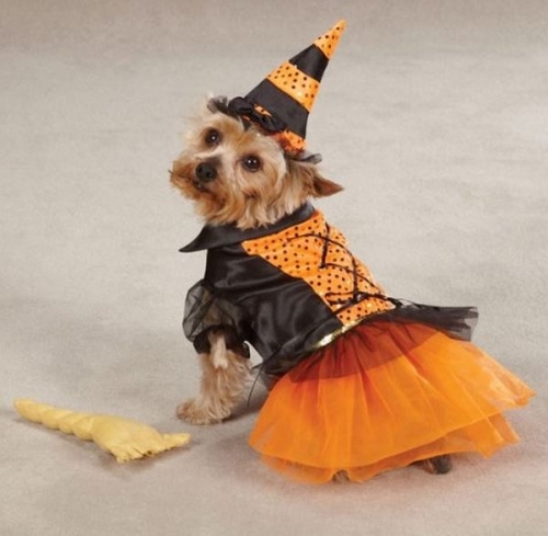 10 Adorable Dog Halloween Costumes