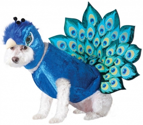 10 Adorable Dog Halloween costumes 
