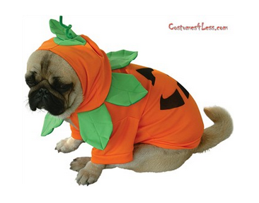 10 Adorable Dog Halloween Costumes