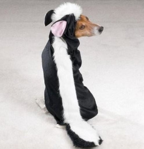 10 Adorable Dog Halloween Costumes
