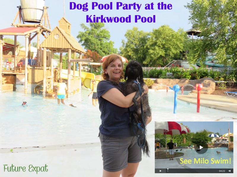 St. Louis Dog Pool Party - Future Expat