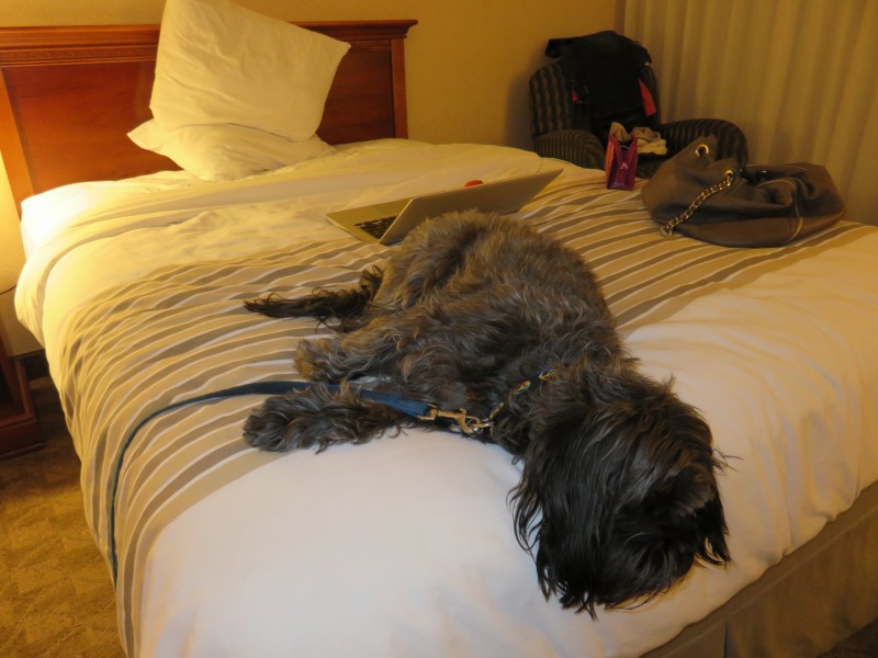 Travel with Dogs - Pet Friendly Hotel - Econo Lodge Grand Junction, CO