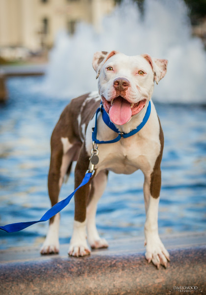 Gilbert with Gateway Pet Guardians - photo Credit David Carlyon