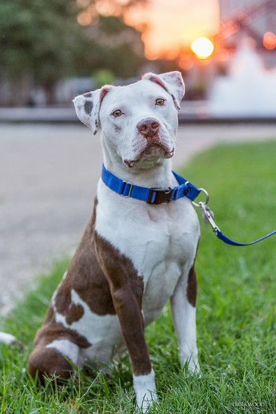 Gilbert with Gateway Pet Guardians - photo Credit David Carlyon