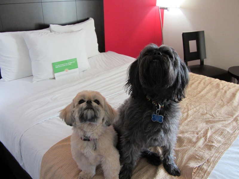 Travel with Dogs - Pet Friendly Hotel - La Quinta (Elk City, OK)