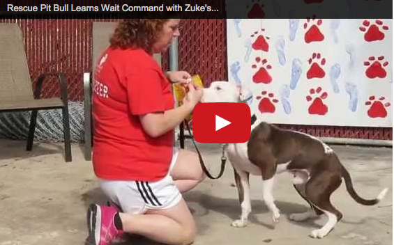 Rescue Dog Gilbert Trained with Zuke’s Treats (GIVEAWAY)