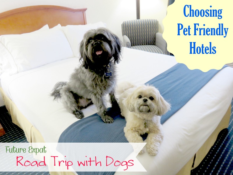 Road Trip with Dogs - Choosing Pet Friendly Hotels