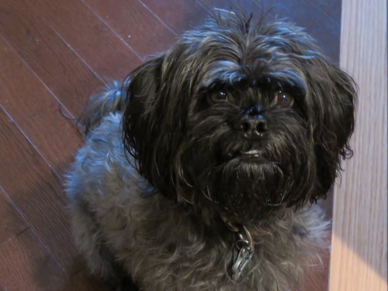 Why You Should Try Freeze Dried Liver Treats for Your Dog - Future Expat