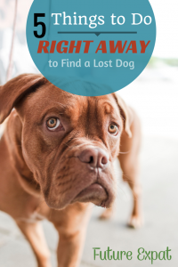 5 Things To Do Right Away to Find a Lost Dog - Future Expat