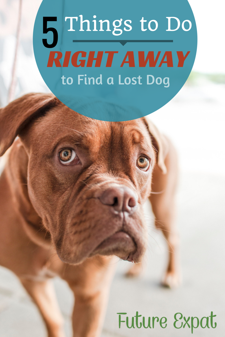 5 Things To Do RIGHT AWAY to Find a Lost Dog