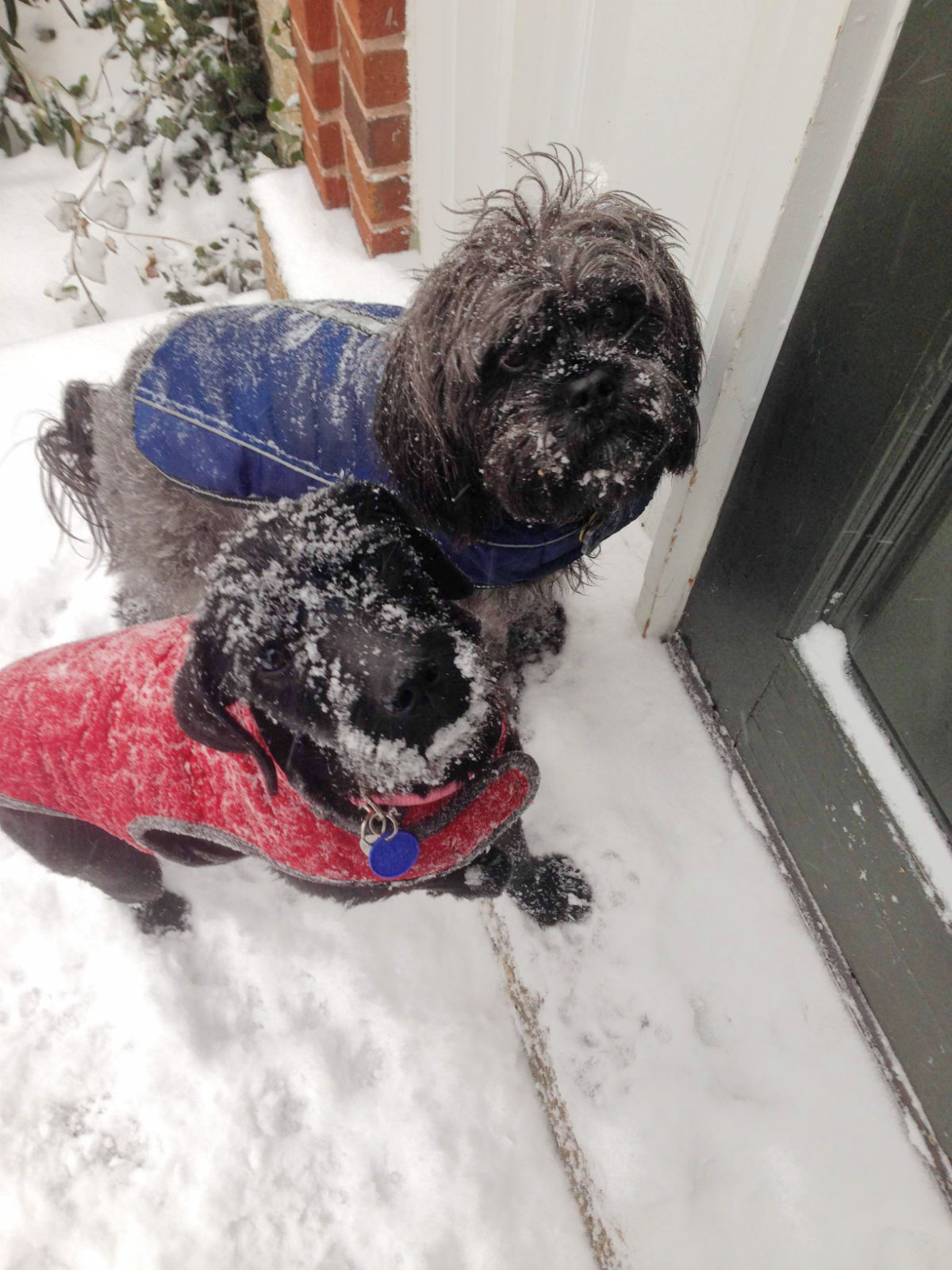 Milo’s Closet: Keeping Your Dog Warm in Cold Weather