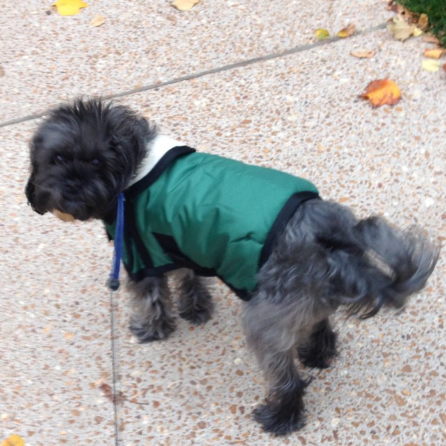 Milo's Closet: Keeping Your Dog Warm in Cold Weather | Future Expat 