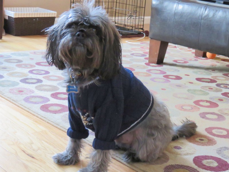 Milo's Closet: Keeping Your Dog Warm in Cold Weather | Future Expat 