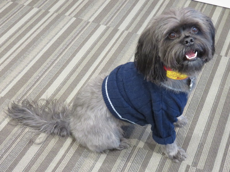 Milo's Closet: Keeping Your Dog Warm in Cold Weather | Future Expat 