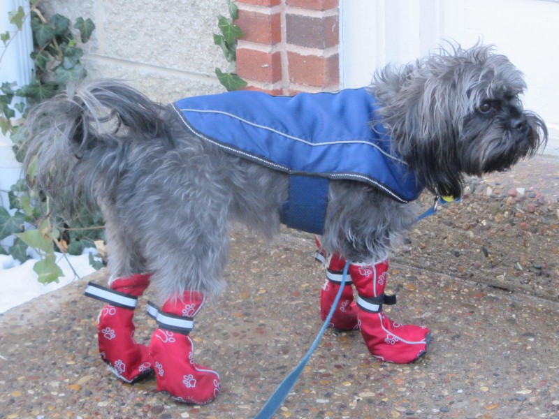 Milo's Closet: Keeping Your Dog Warm in Cold Weather | Future Expat 